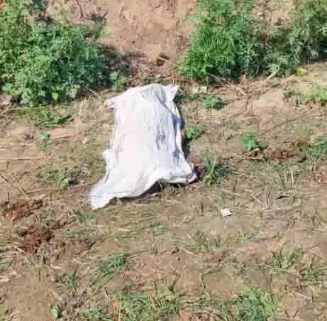 आवारा कुत्तो ने मासूम को नोचा, गर्दन की नस कटने से मौत, कुत्तों के काटने के 30 निशान भी मिले