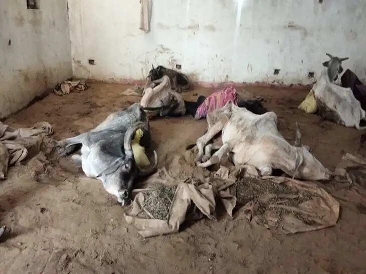 इस गोशाला में हुई 12 गोवंश की मौत, बड़ी वजह आई सामने, पढिए