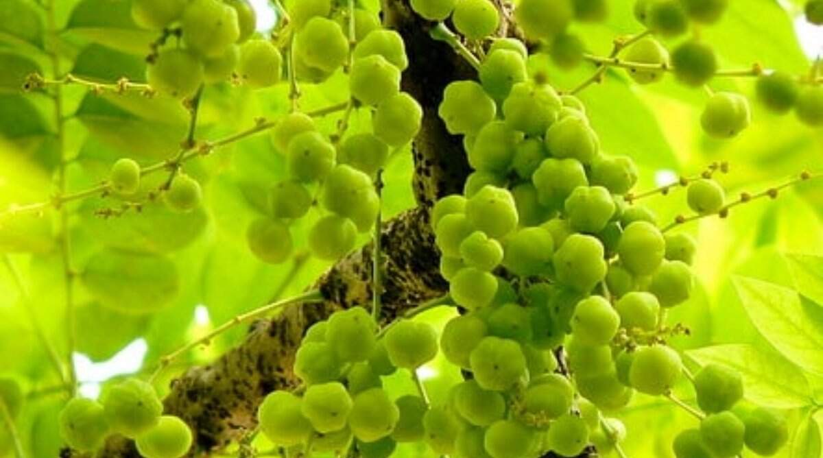 &nbsp;आंवले का रस, रोजाना खाली पेट पीने से मिलते हैं ये फायदे