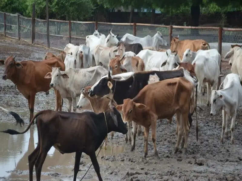 PANIPAT:- सीवर में गोबर प्रवाह करने वाली गौशालाओं के संचालकों पर होगी FIR- DC