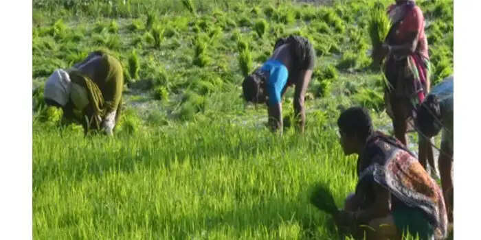 HARYANA सरकार द्वारा ऋण किसानों को मिलेगी राहत, कर्ज माफी योजना पर आई बड़ी खबर
