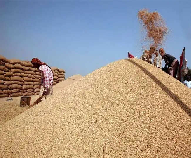 धान की सरकारी खरीद को 10 दिन के लिए किया स्थगित, पढिए खबर.