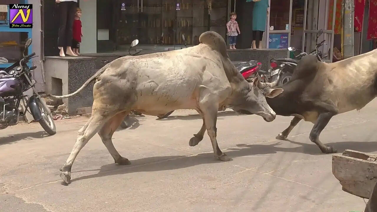 लड़ रहे थे दो सांड, सामने से आ रहे बुजुर्ग को पटका, हुई मौत