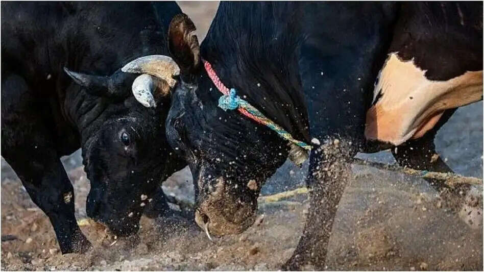पानीपत में CA की गाड़ी पर कूदा सांड, बाल- बाल बची जान