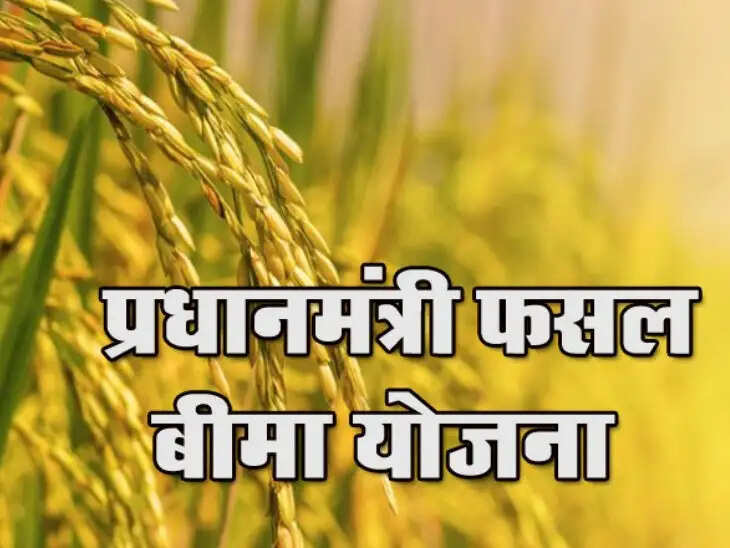 किसानों से प्रीमियम ले लिया, बीमा कराया ही नहीं, फसलें बर्बाद हुईं तो कंपनियों ने क्लेम देने से कर दिया इनकार