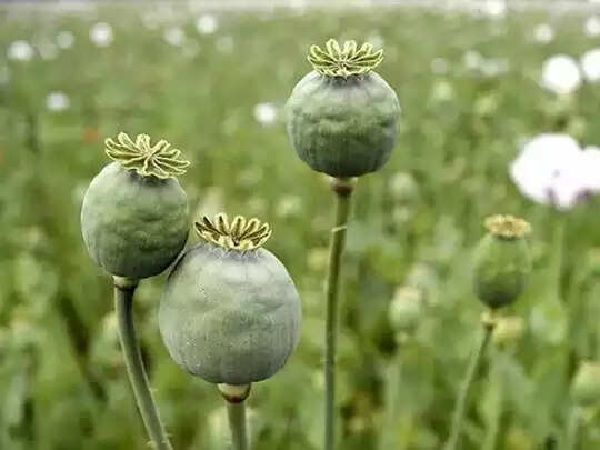 हरियाणा के इस स्कूल में मिले अफीम के पौधे, पुलिस के पहुंचने से पहले किया ये काम