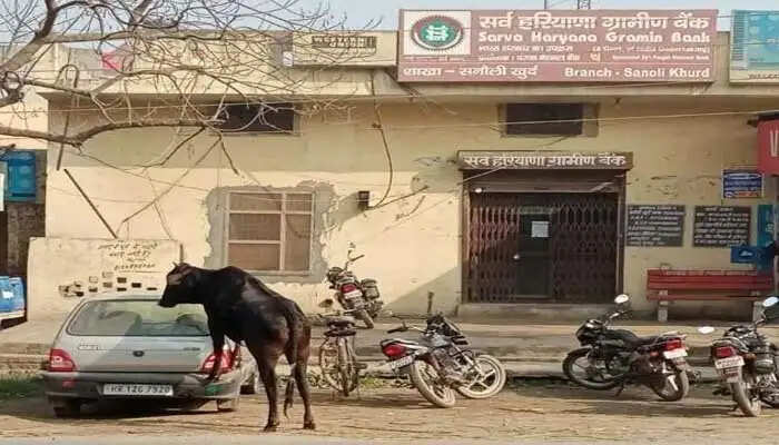 पानीपत मे हुआ दर्दनाक हादसा, दादा के हाथ से फिसल गया मासूम, सांडों ने कुचला और हो गई मौत