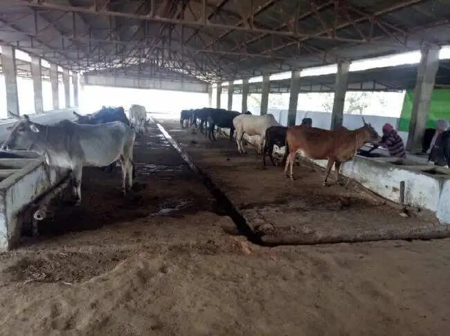 PANIPAT:- डेरी संचालक गंदगी फैलाते पाए गए, तो भरना होगा जुर्माना- DC