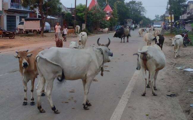 सड़कों पर घूमते ये बेसहारा पशु, बन रहे हादसों का कारण, पढिए.