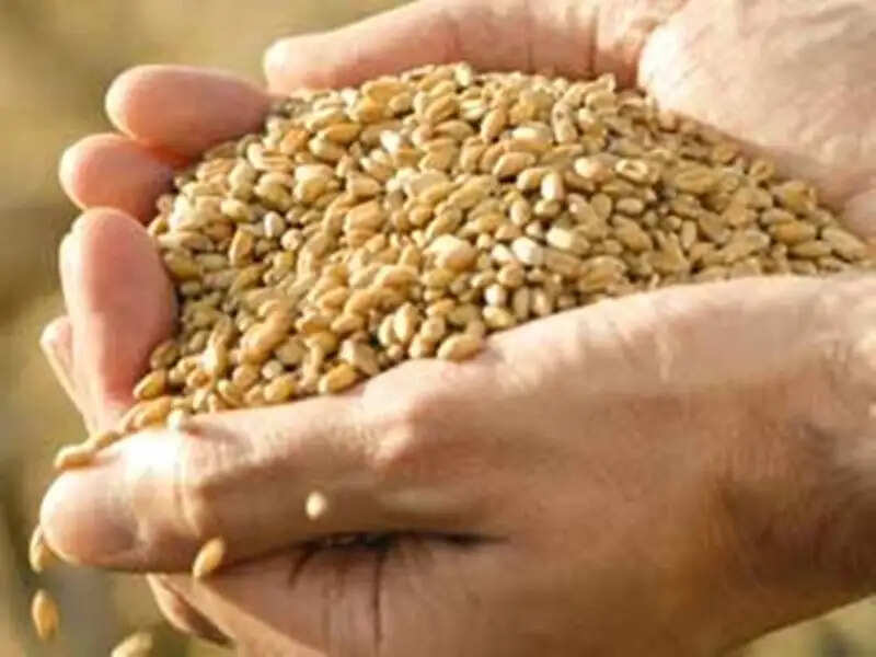 हरियाणा में किसानोंं के लिए खुशखबरी! आज से शुरू होगी गेंहू की सरकारी खरीद, CM नायब सिंह सैनी ने दिए आदेश