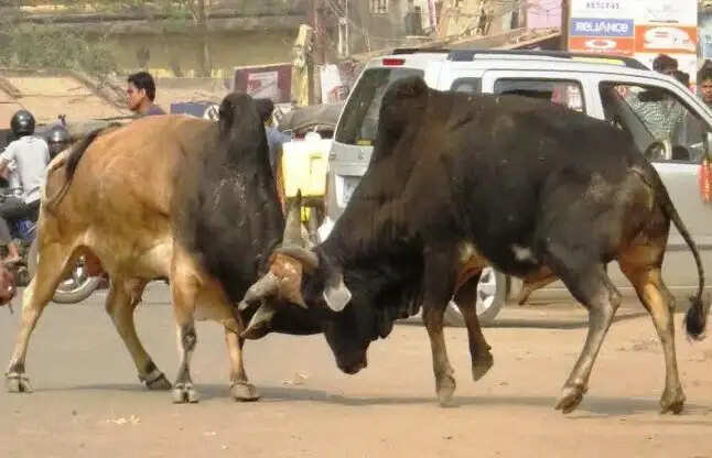 मंदिर से घर लौट रही बुजुर्ग महिला को सांड ने मारी टक्कर, मौत
