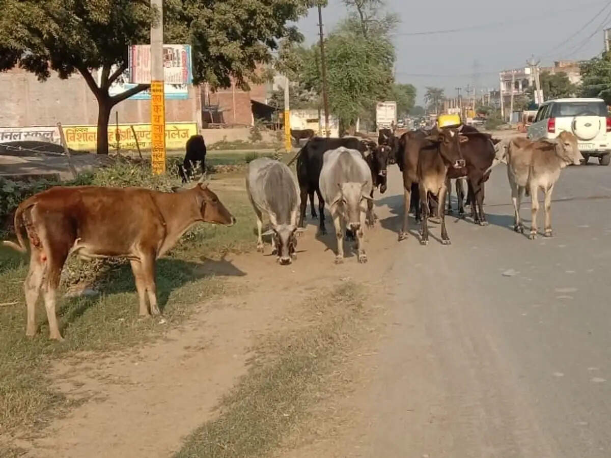 PANIPAT:- सड़कों पर आवारा पशुओं का डेरा हाद**सों को दे रहे न्योता