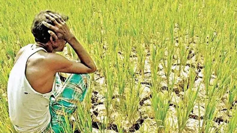 समय पर पानी नहीं मिलने पर सूख रही है धान, पानीपत में बिजली कटौती से किसान परेशान