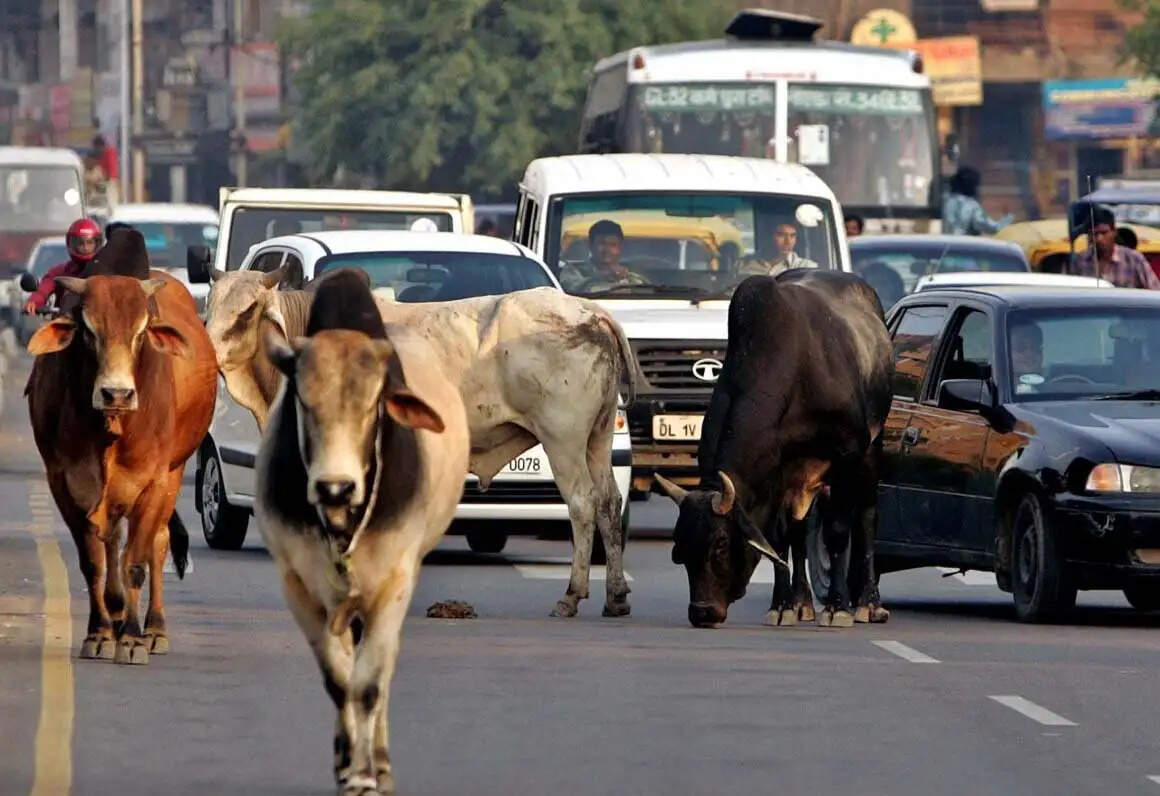 PANIPAT:- सड़कों पर आवारा पशुओं का डेरा हाद**सों को दे रहे न्योता
