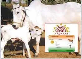 इंसानों की तरह ही अब पशुओं का भी होगा अब Aadhaar Card