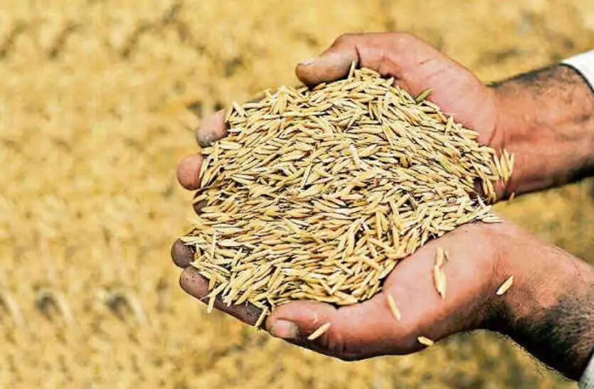 1 अक्टूबर से हरियाणा में धान की खरीद शुरु