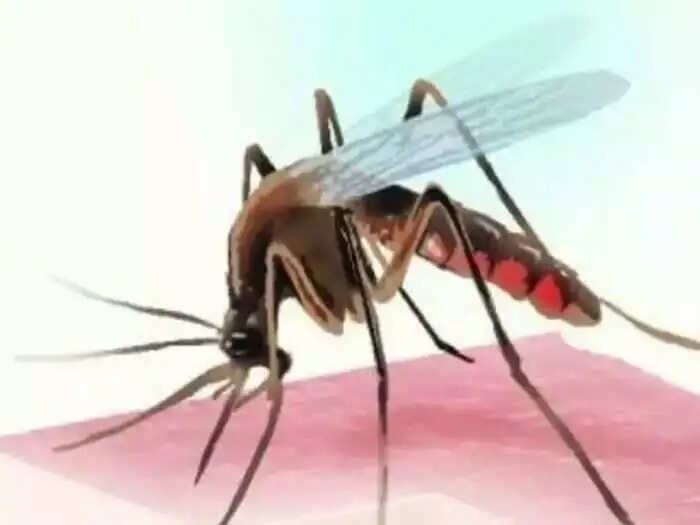 डेंगू के मामलों में लगातार हो रही वृद्धि, बीते दिन 14 नए केस आए सामने