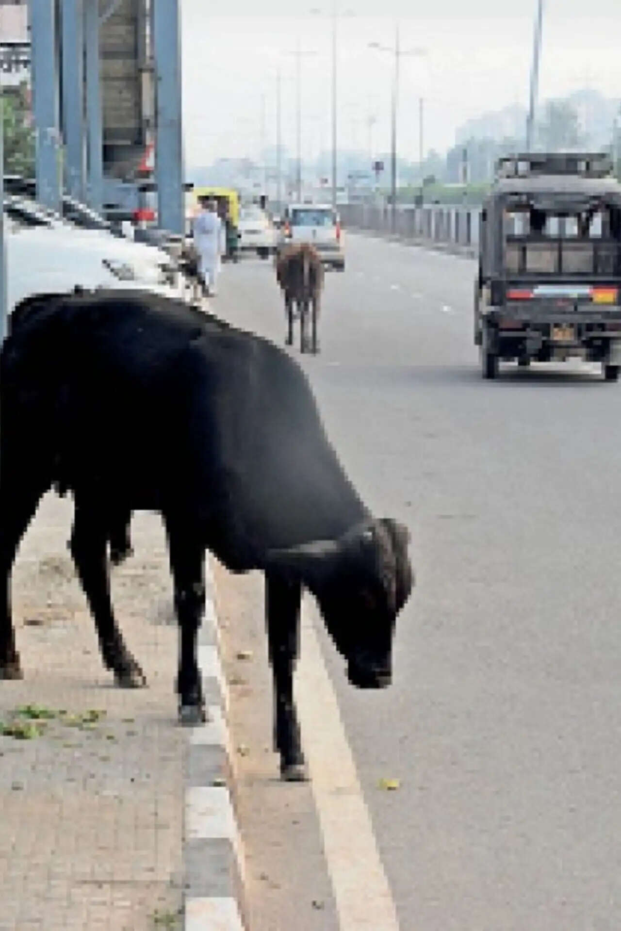 लड़ रहे थे दो सांड, सामने से आ रहे बुजुर्ग को पटका, हुई मौत