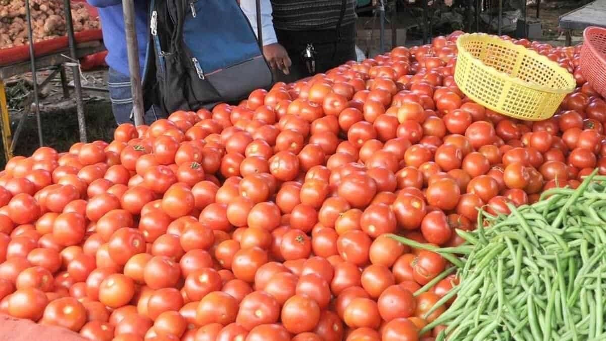 टमाटर के दाम छूने लगे आसमान, पेट्रोल डीजल के बाद टमाटर के दाम में हुई बढ़ोतरी