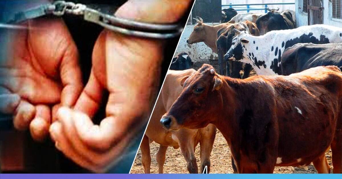 युवक ने गाय के साथ किया कुकर्म, पुलिस ने किया गिरफ्तार