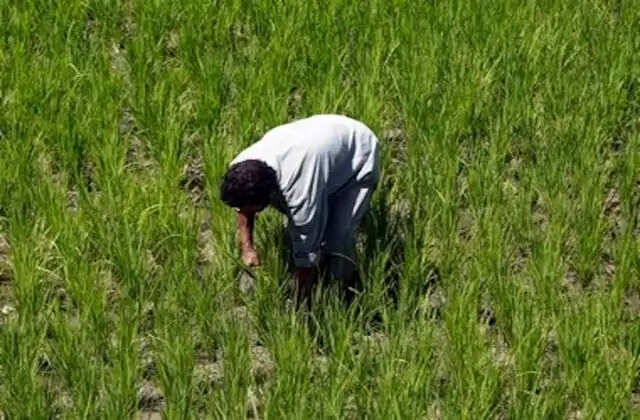 HARYANA:- CM सैनी का बड़ा ऐलान, किसानों को 2000 रुपए बोनस देगी सरकार