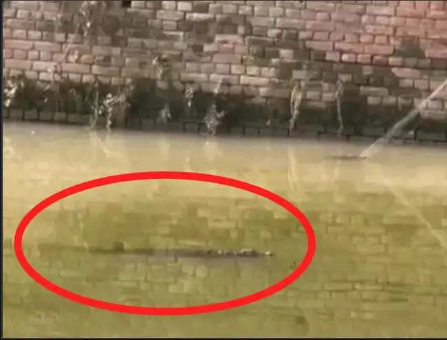 कुरुक्षेत्र की ड्रेन में निकला 6 फुट का मगरमच्छ, गांव में बानी दहशत..