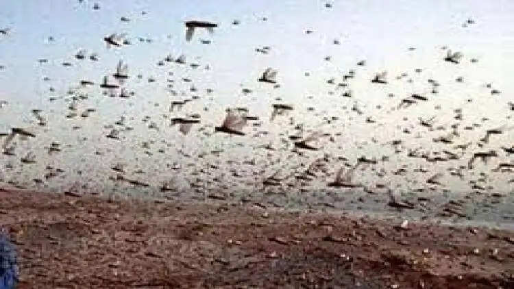 पानीपत के लिए बड़ी सूचना, शाम तक पानीपत में आ सकता है टिड्डी दल