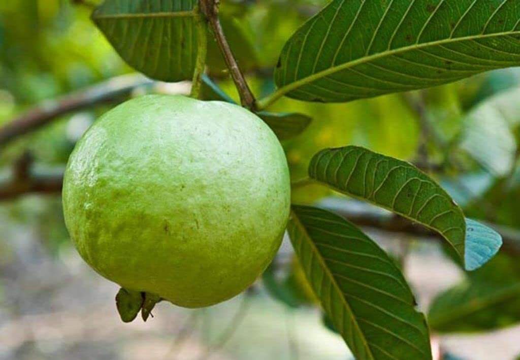 गुणों की खान हैं अमरूद की पत्तियां, जानें इसे खाली पेट चबाने के ढेरों फायदे