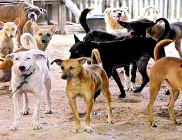Supreme Court का बड़ा  फैसला-पकड़े गए सामान्य कुत्ते नसबंदी कर छोड़े जाएंगे