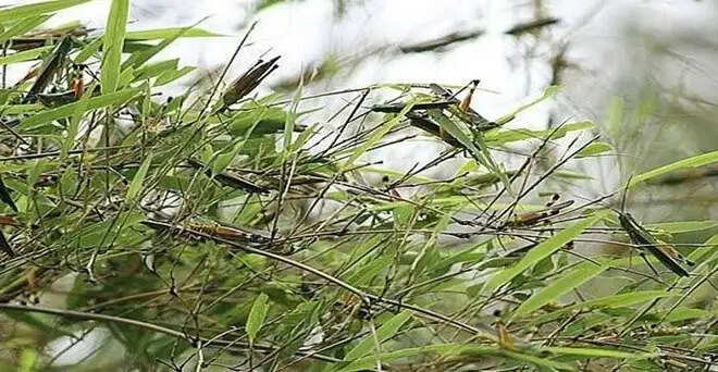 पानीपत के लिए बड़ी सूचना, शाम तक पानीपत में आ सकता है टिड्डी दल