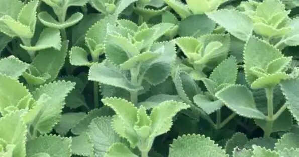 जानिए अजवाइन की पत्तियों के फायदे के बारे में