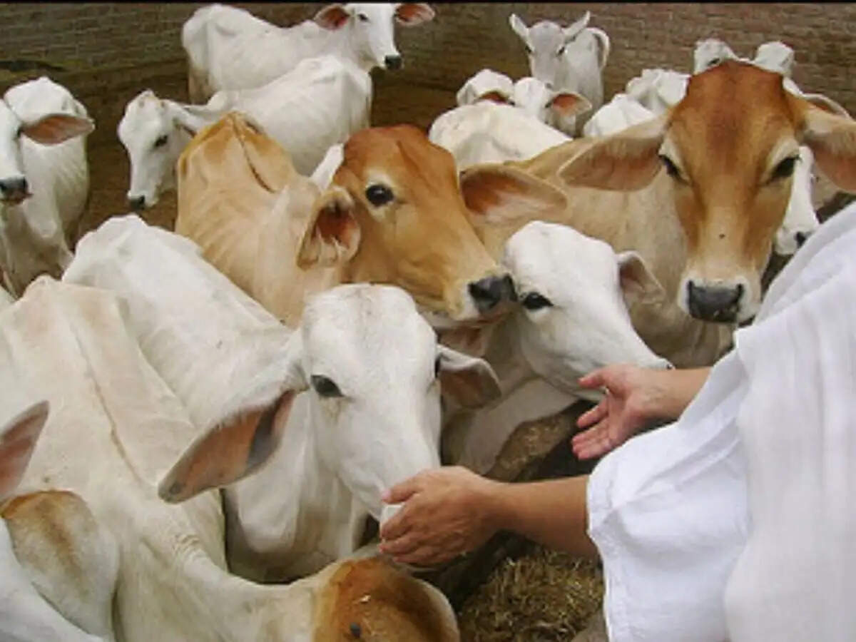 HARYANA- देशी गाय पालने पर मिलेगी सब्सिडी, जानें किन लोगों को होगा फायदा