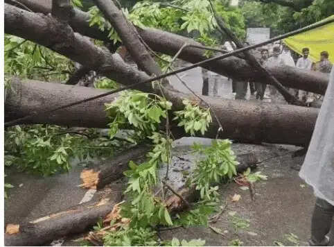 HARYANA:- परिवार जा रहा था घुमने के लिए रिश्तेदारी में, रास्ते में गाड़ी पर अचानक गिरा पेड़