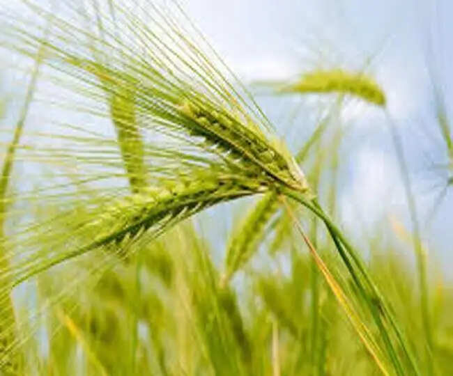 गेहूं बुआई पर&nbsp;HARYANA सरकार&nbsp;देगी&nbsp;3600 रुपए, इतनी Date तक करें आवेदन&nbsp;