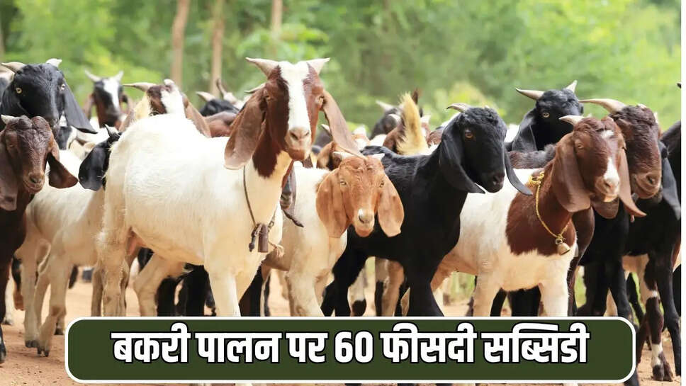 बकरी पालन पर 60 फीसदी सब्सिडी