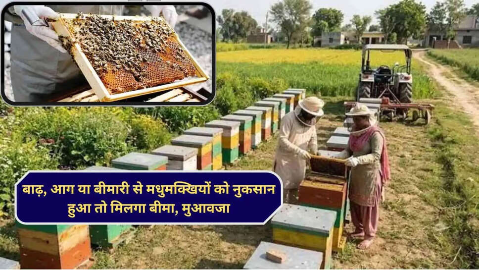 राहत  मधुमक्खी पालन पर बीमा, बाढ़, आग या बीमारी से मधुमक्खियों को नुकसान हुआ तो मिलेगी आर्थिक मदद