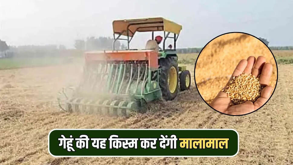 गेहूं की यह किस्म कर देंगी मालामाल
