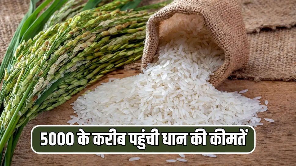 5000 के करीब पहुंची धान की कीमतें 
