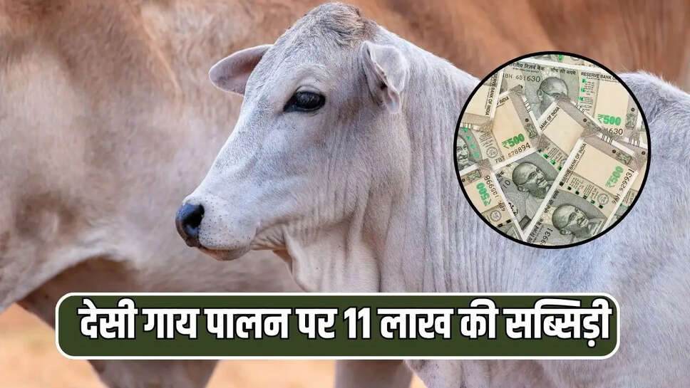 किसान गायों का डेयरी कारोबार शुरू करेंगे, उनको 11 लाख रुपये तक की सब्सिडी मिल सकती है। इसके लिए देसी गायों का पालन करना होगा।&nbsp;