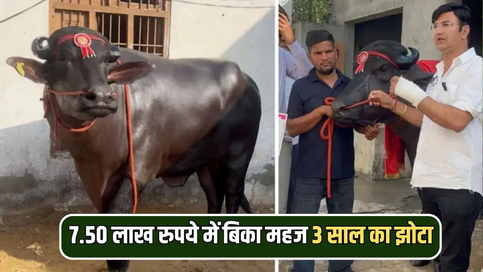 7.50 लाख रुपये में बिका महज 3 साल का झोटा