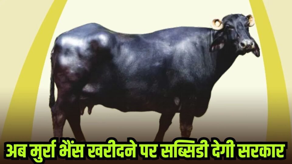 डेयरी बिजनेस शुरू करने वालों के लिए खुशखबरी