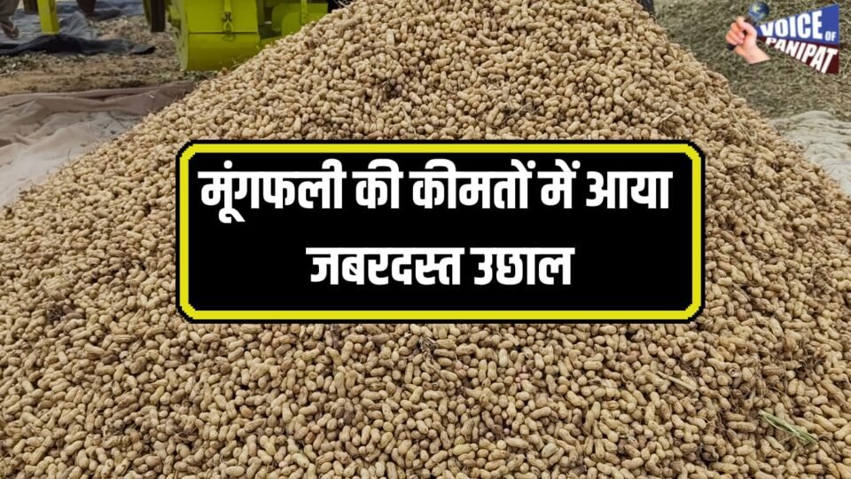 9 हजार रुपए प्रति क्विंटल के करीब पहुंचा मूंगफली का भाव, देखिए आज के ताजा मंडी रेट