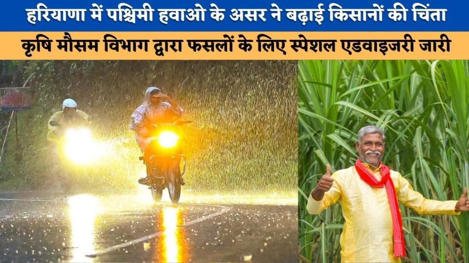 Impact of westerly winds in Haryana raises farmers' concerns