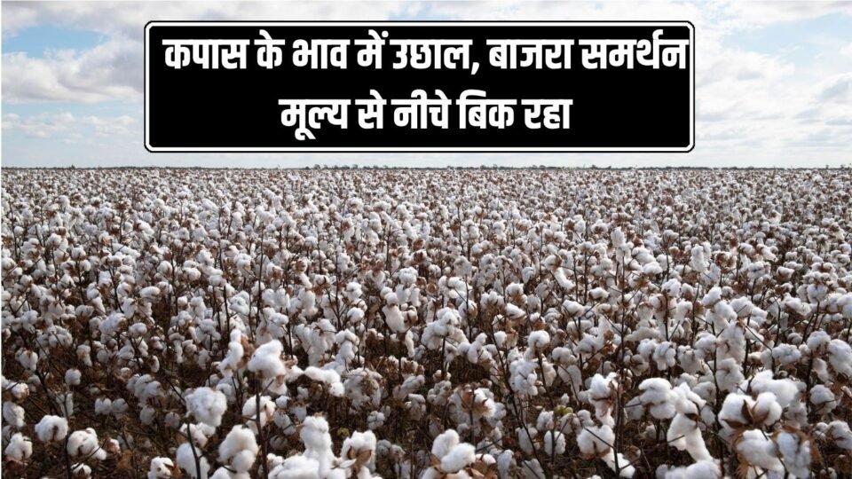 Mandi Bhav कपास के भाव में उछाल, बाजरा समर्थन मूल्य से नीचे बिक रहा