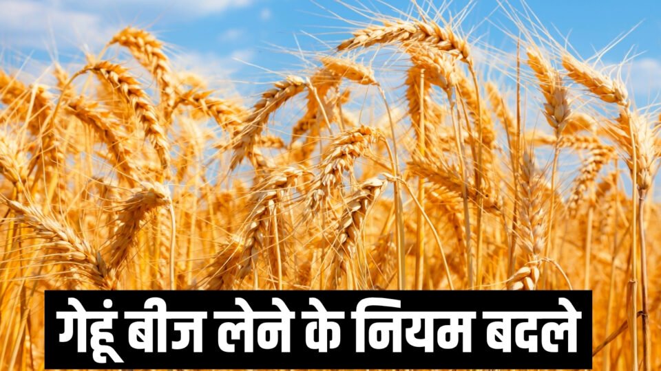 Rules for procuring wheat seeds have changed