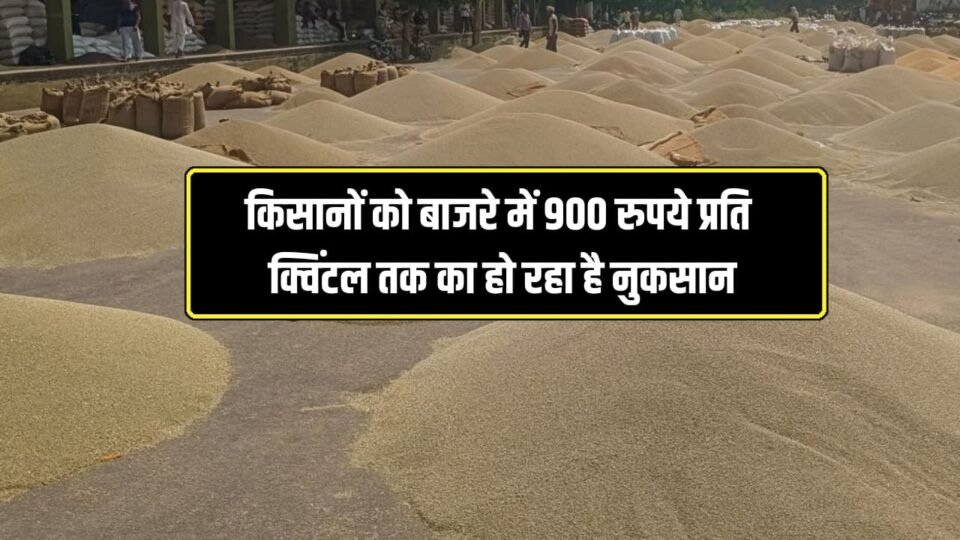 किसानों को बाजरे में 900 रुपये प्रति क्विंटल तक का हो रहा है नुकसान, हरियाणा की मंडी में पहुंचा हजारों क्विंटल बाजरा