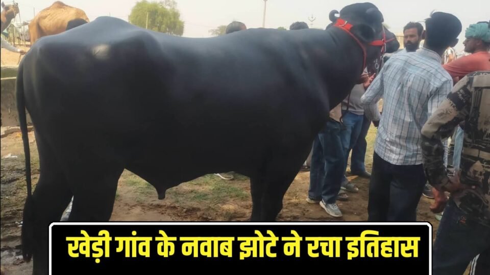 गोगामेडी पशु मेले में खेड़ी गांव का नवाब झोटे ने रचा इतिहास, प्रथम स्थान हासिल कर बधाई गांव की शान