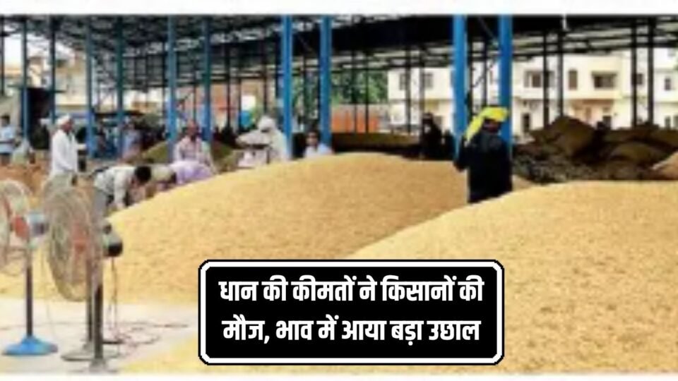 धान की कीमतों ने किसानों की मौज, भाव में आया बड़ा उछाल