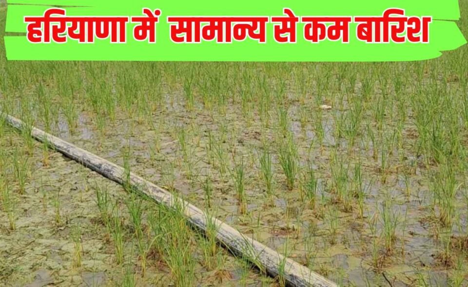 मानसून की विदाई, हरियाणा में हुई सामान्य से कम बारिश