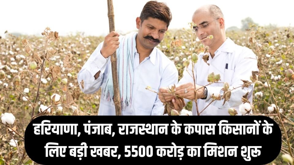 kisan news हरियाणा, पंजाब, राजस्थान के कपास किसानों के लिए बड़ी खबर
